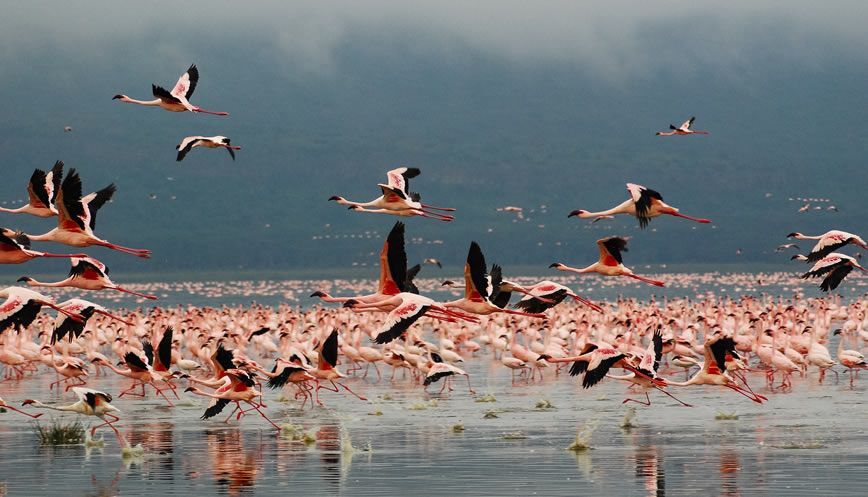 2 Days 1night Lake Nakuru.1