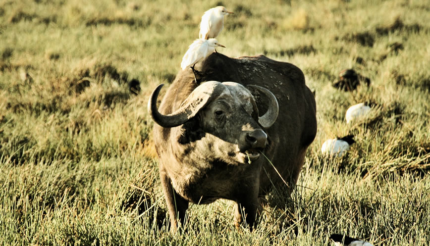 2 Days 1night Lake Nakuru.2