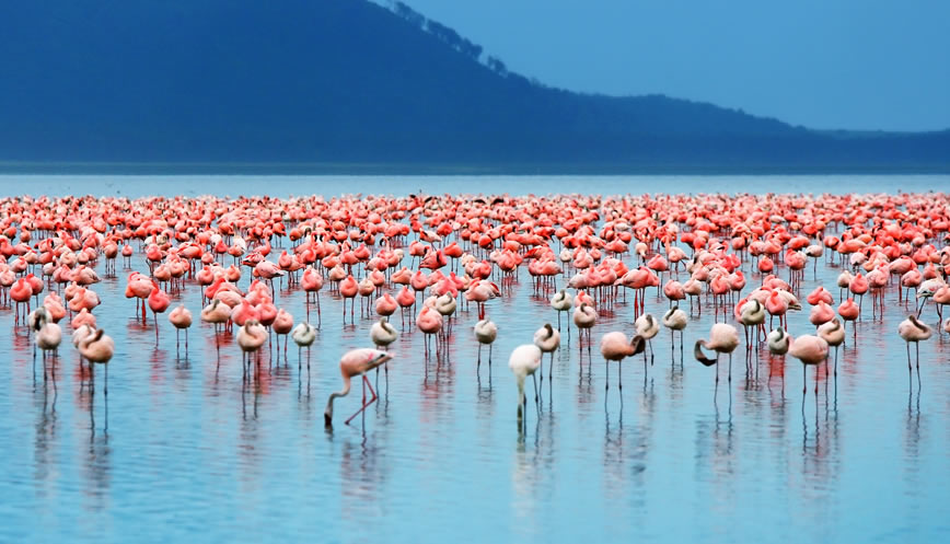 2 Days 1night Lake Nakuru.3