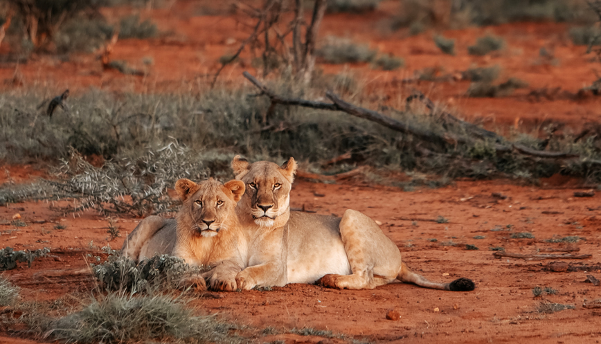 2 Days Tsavo East National Park Safar4