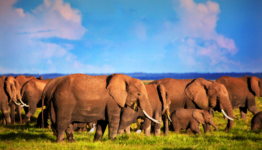 2 Days Tsavo East National Park Safari from Mombasa