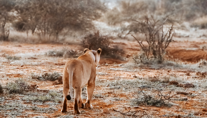 2 Days Tsavo East National Park Safari2