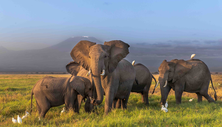 3 Days Tsavo East _ Amboseli Safari from Mombasa Kenya Wildlife Safari