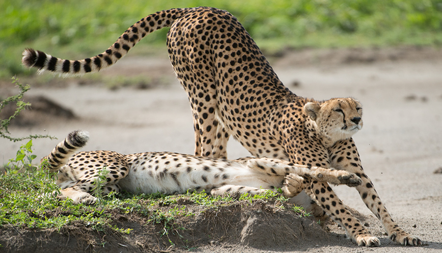 3 Days Tsavo East _ Amboseli Safari from Mombasa Kenya Wildlife Safari2