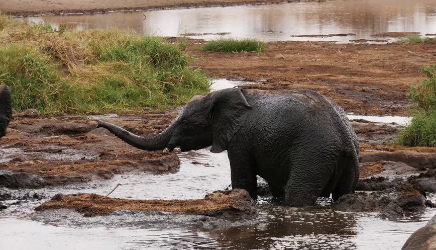 4 Days Amboseli Safari from Nairob2