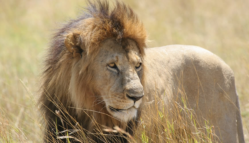 4 Days Maasai Mara & Lake Nakuru Safari from Nairobi 1