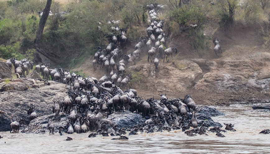 4 Days Maasai Mara & Lake Nakuru Safari from Nairobi3